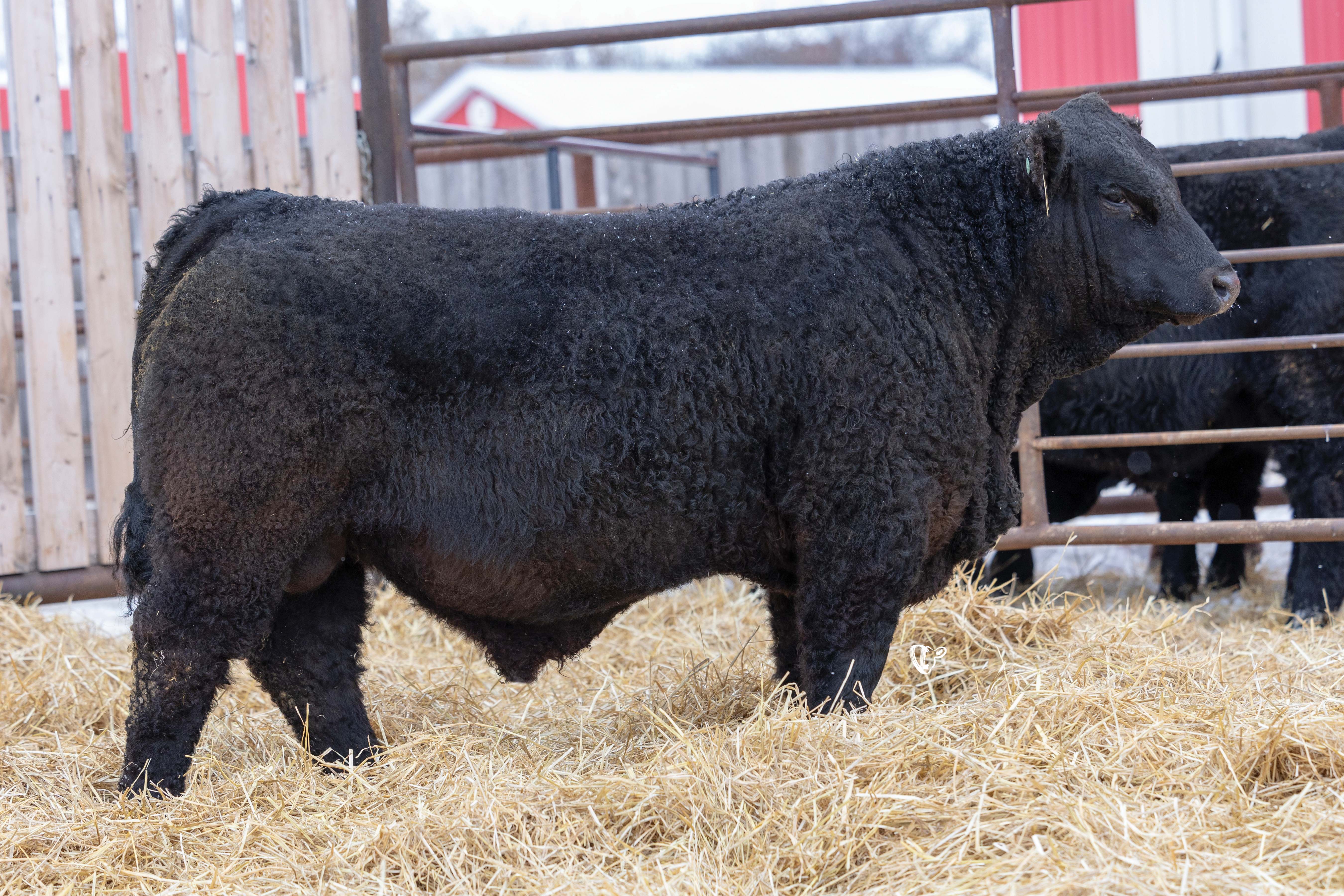 Yearling Bull